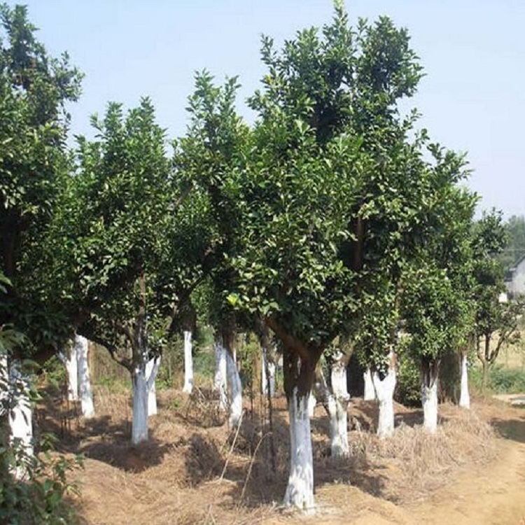 香泡树（12公分）3