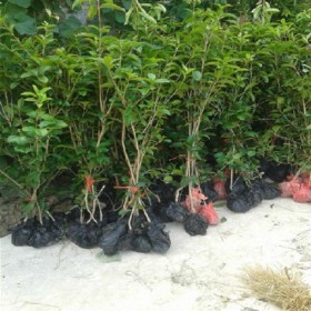 香泡树15公分 千里乐绿化苗圃 批发各种规格绿化苗木