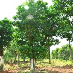 香泡树18公分 千里乐绿化苗圃 批发各种规格绿化苗木