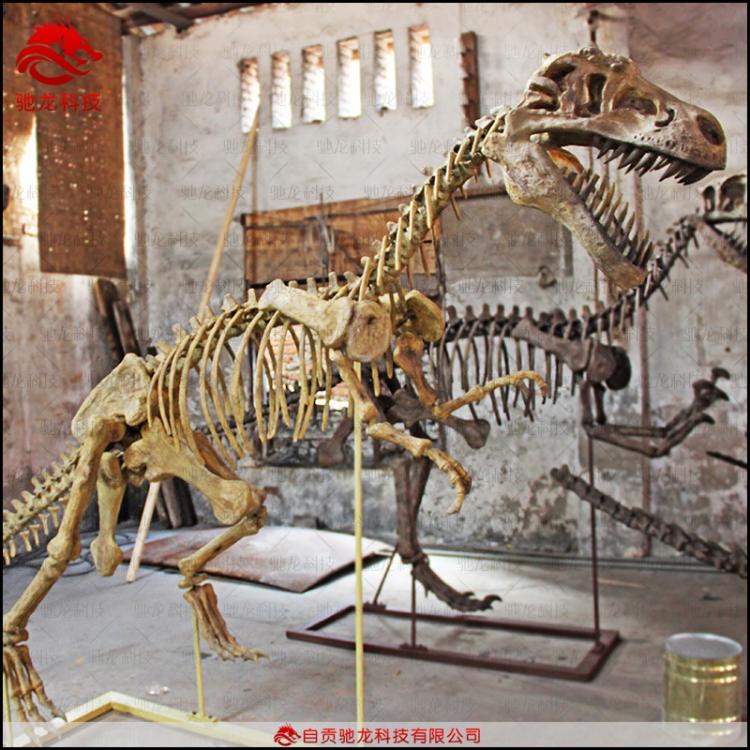 仿真恐爪龙盗龙骨架化石模型 大型仿真恐龙制作 博物馆科普恐龙