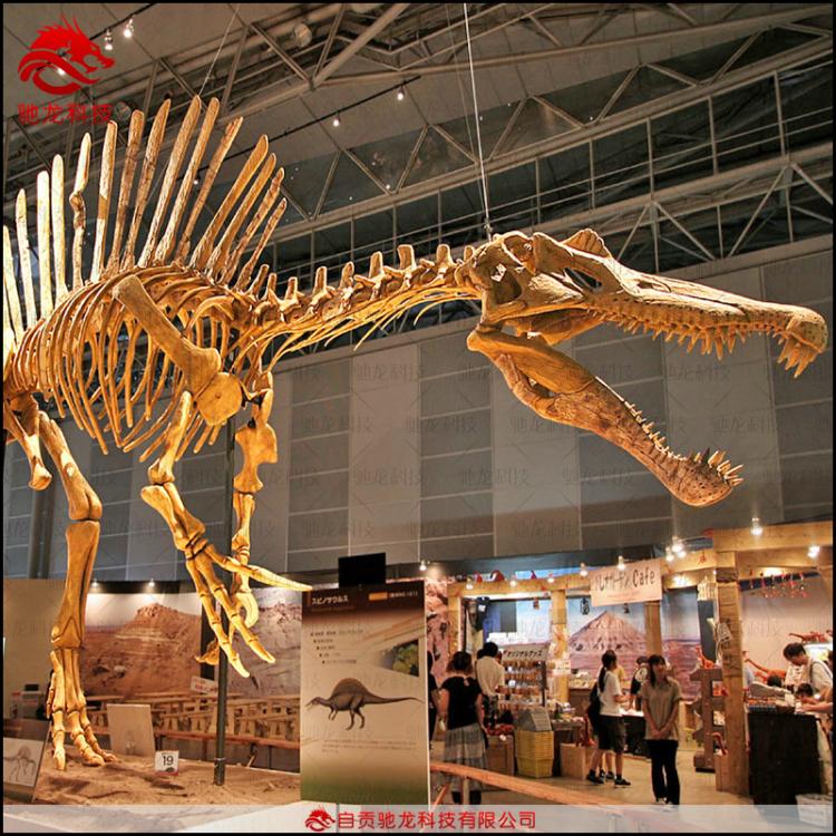 仿真棘龙甲龙基龙骨架化石模型大型仿真恐龙制作博物馆科普恐龙化石定制工厂