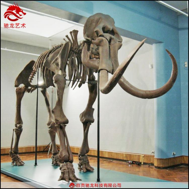 仿真猛犸象骨架化石5米古生物骨架科普模型定制博物馆美陈展品