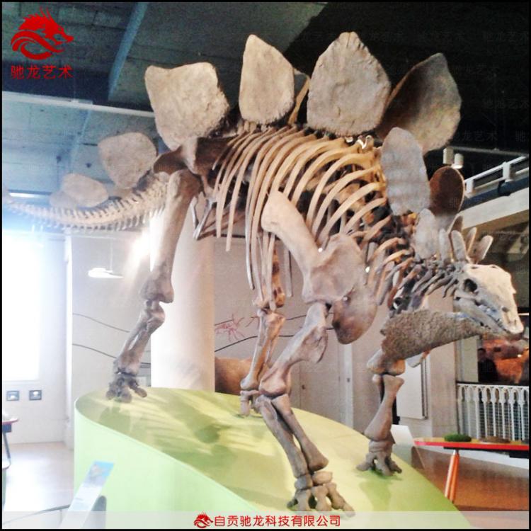 仿真剑龙化石骨架长6 5米大型恐龙玻璃钢骨架化石仿真恐龙骨架化石厂