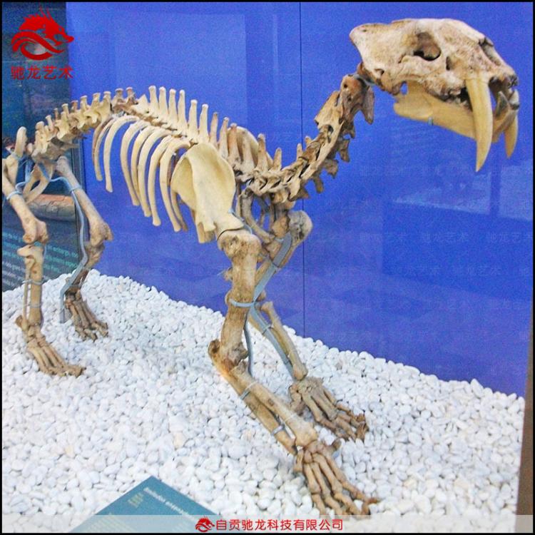 仿真剑齿虎骨架化石2米大型灭绝古生物骨架模型博物馆美陈摆件公司