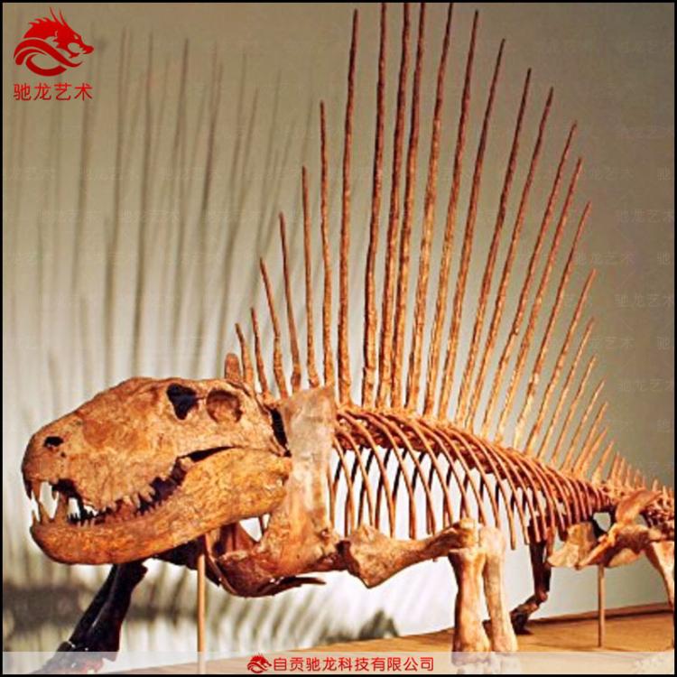 仿真异齿龙基龙骨架化石2米动物骨架科普模型定制博物馆仿真恐龙骨架公司