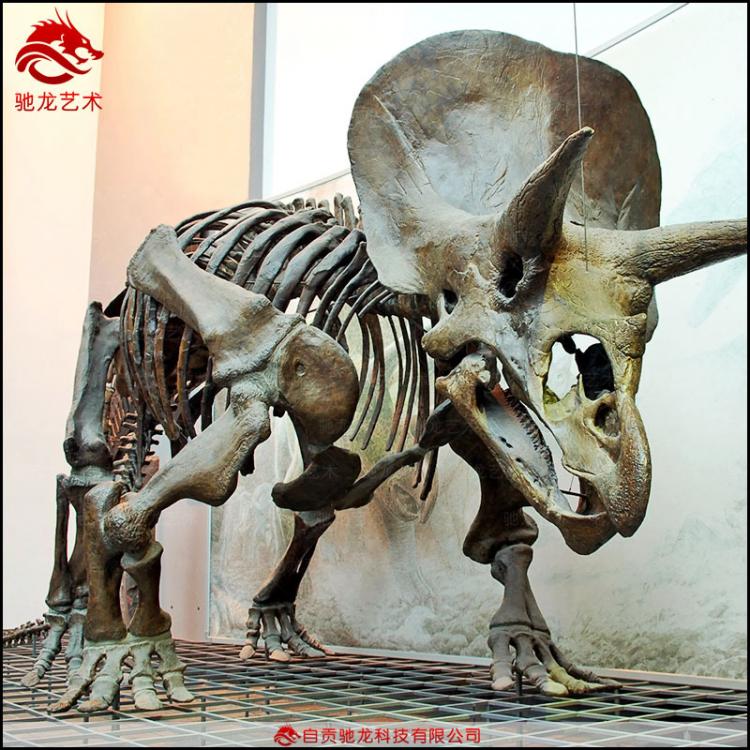 仿真三角龙骨架长9 6 5 3 2米大型恐龙玻璃钢骨架化石博物馆展览公司