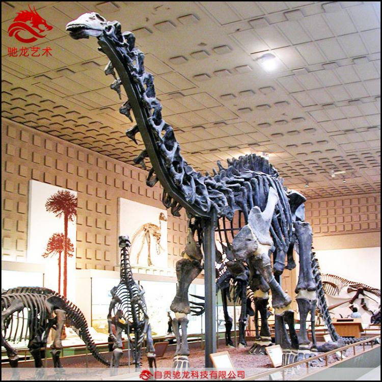 仿真马门溪龙骨架化石长18 16 10 8 5米大型长脖子恐龙骨架化石公司
