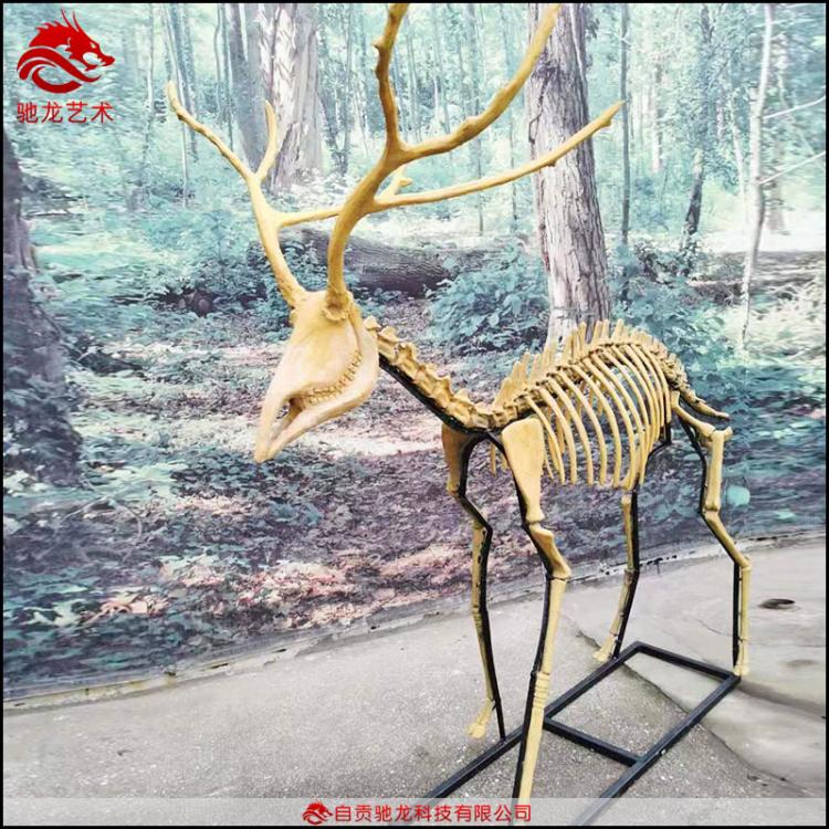 动物骨架模型定做鹿羊马骨架标本仿真生物树脂骨架模型定做