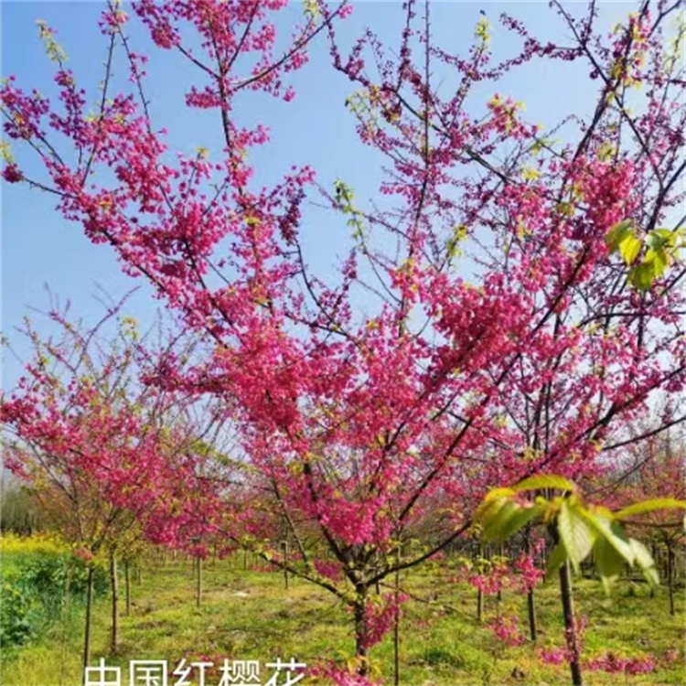 十五公分中国红樱花 树形美观易成活好管理 观赏性好绿影园林