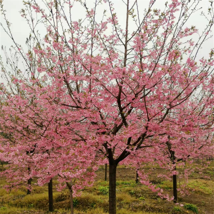 十二公分红粉佳人樱花  花海工程打造苗 庭院造景