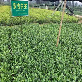 安吉白茶苗 川农黄芽 早茶苗