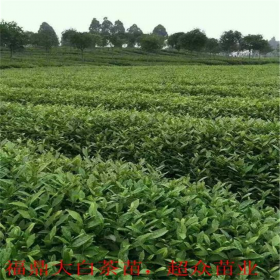 福鼎大白茶苗 大白茶苗价格 茶苗批发商早茶苗