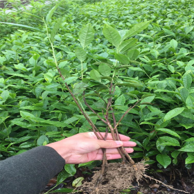 名选131茶苗 茶树苗木 绿茶茶叶 春茶茶苗 农业茶苗优质