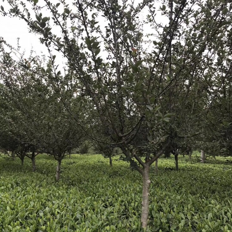 张家界福鼎大白茶苗 种植基地品种齐全