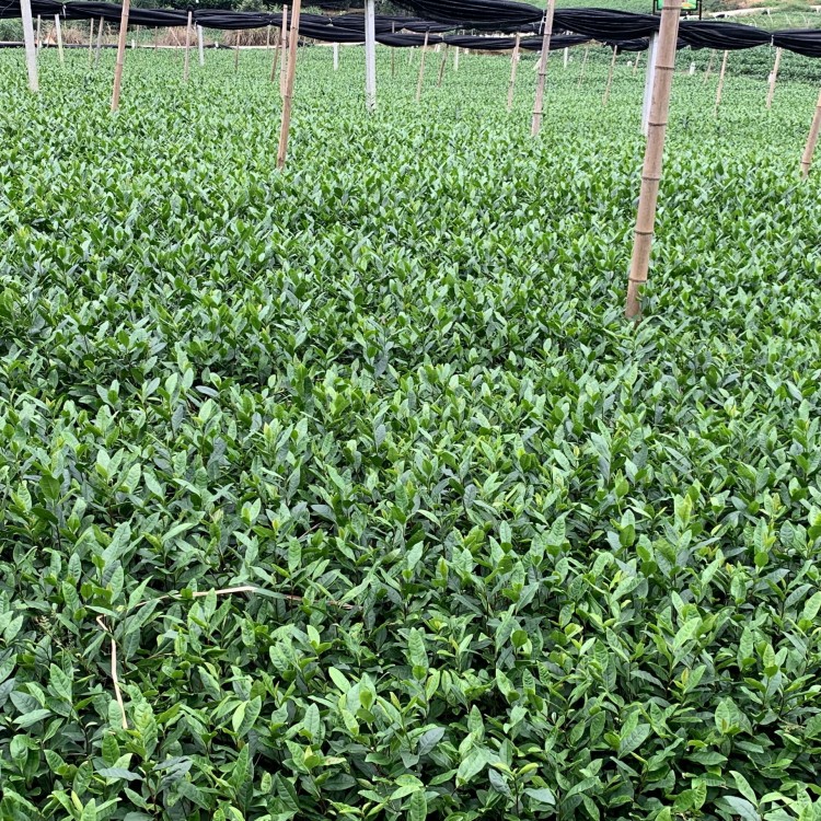 无水茶苗 生产基地 福鼎大白茶苗  种植基地品种齐全