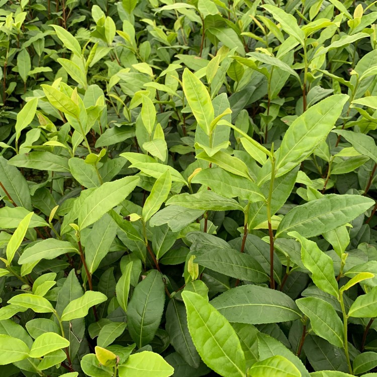 福选9号茶苗 批发基地 福选9号茶苗  优质茶树苗批发价