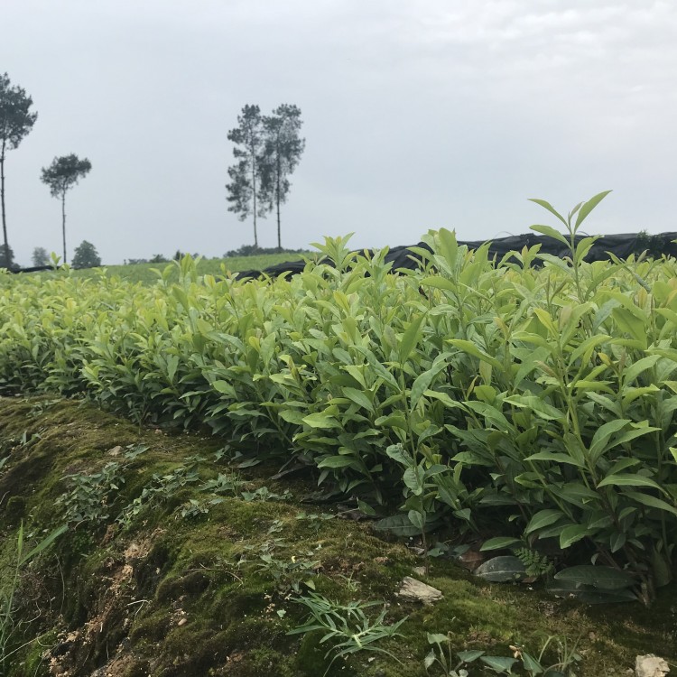 梅占茶苗 厂家价格优惠 云南大叶茶树苗  种植基地品种齐全