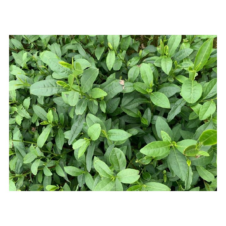 中茶108茶苗 基地直销 蒙山9号茶苗  优质茶叶树苗批发