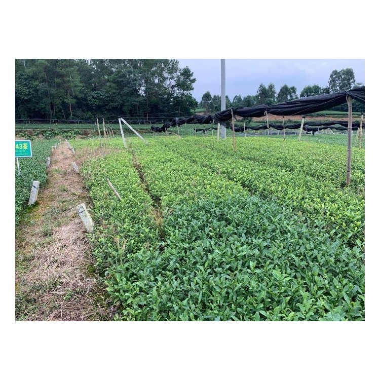 黄金芽茶苗 生产基地 五年生茶树苗  厂家供应