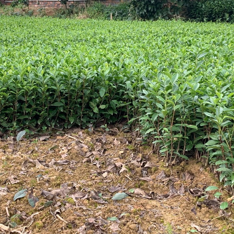 中茶108茶苗 种植基地品种齐全 老鹰茶苗  厂家供应