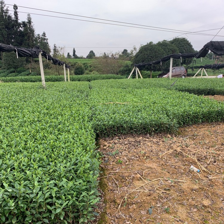 福选9号茶苗 种植基地品种齐全 中茶108茶苗  优质茶树苗批发价