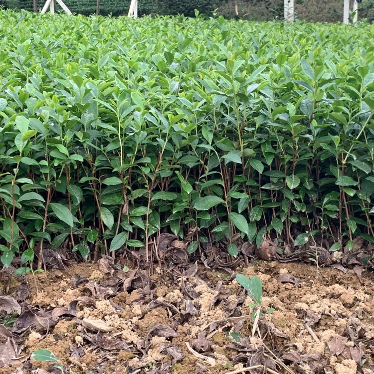 中茶108茶苗 优质茶叶树苗批发 福选9号茶苗  生产基地