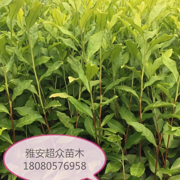 福选9号茶苗 生产基地 中茶108茶苗  优质茶叶树苗批发