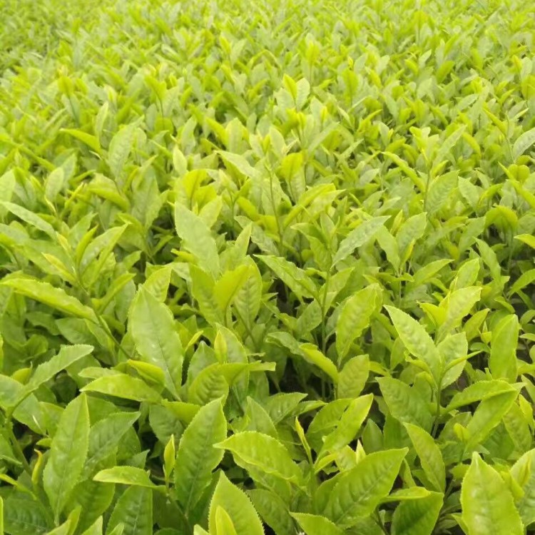 黄金芽茶苗 批发电话 中茶108茶苗  种植基地品种齐全