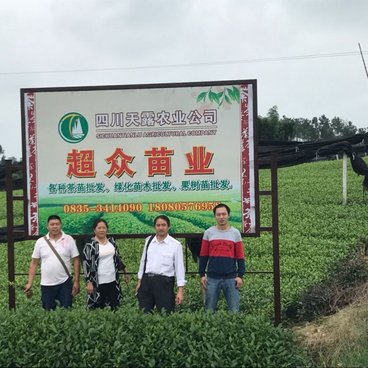 无水茶苗 生产基地 龙井43茶苗  优质茶叶树苗批发