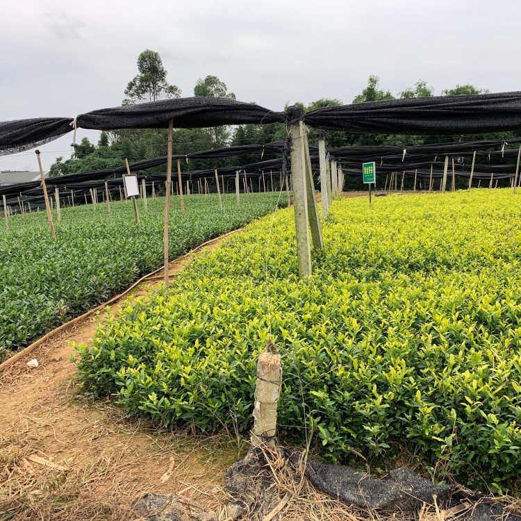 梅占茶苗 厂家价格优惠 梅占茶苗  生产基地