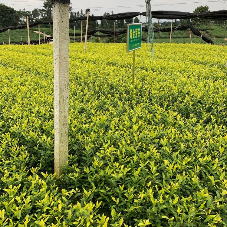 黄金芽茶苗 批发价格优惠 奶白茶苗  生产基地