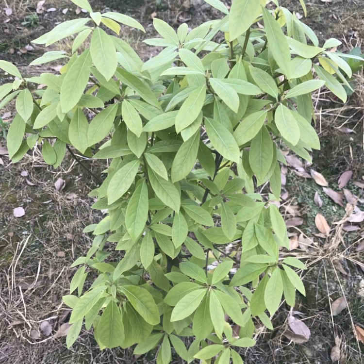 无水茶苗 厂家直销 五年生茶树苗  基地直销