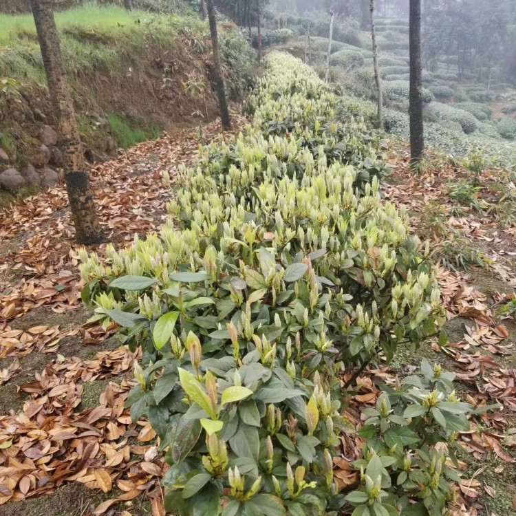 云南大叶茶树苗 批发价格优惠 福选9号茶苗  货源地进货渠道