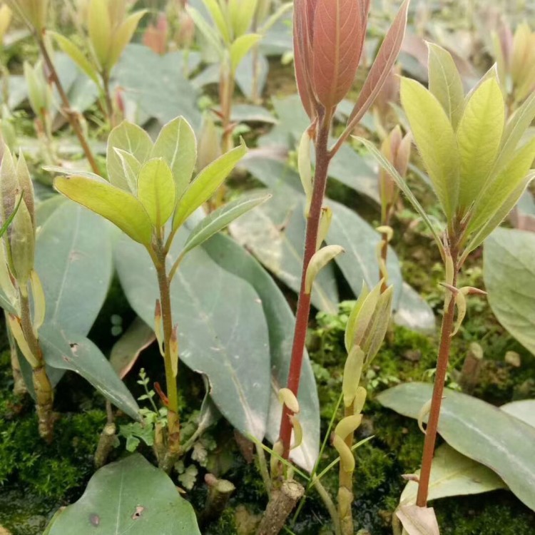 黄金芽茶苗 厂家直销 紫鹃茶苗  批发价格