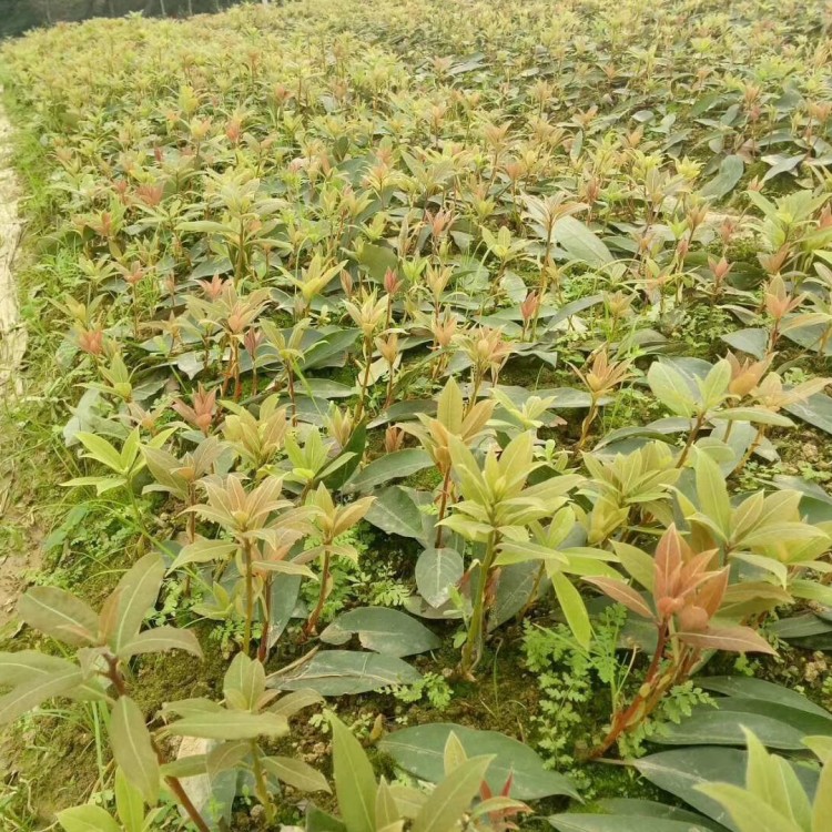 蒙山9号茶苗 货源地进货渠道 五年生茶树苗  厂家直销