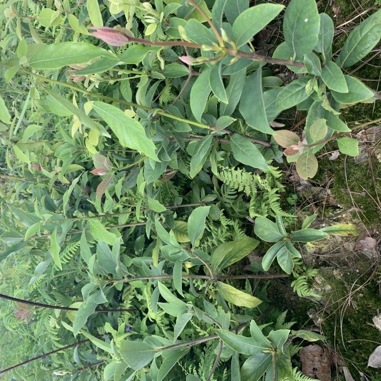 黄金芽茶苗 种植基地品种齐全 黄金芽茶苗  厂家价格优惠