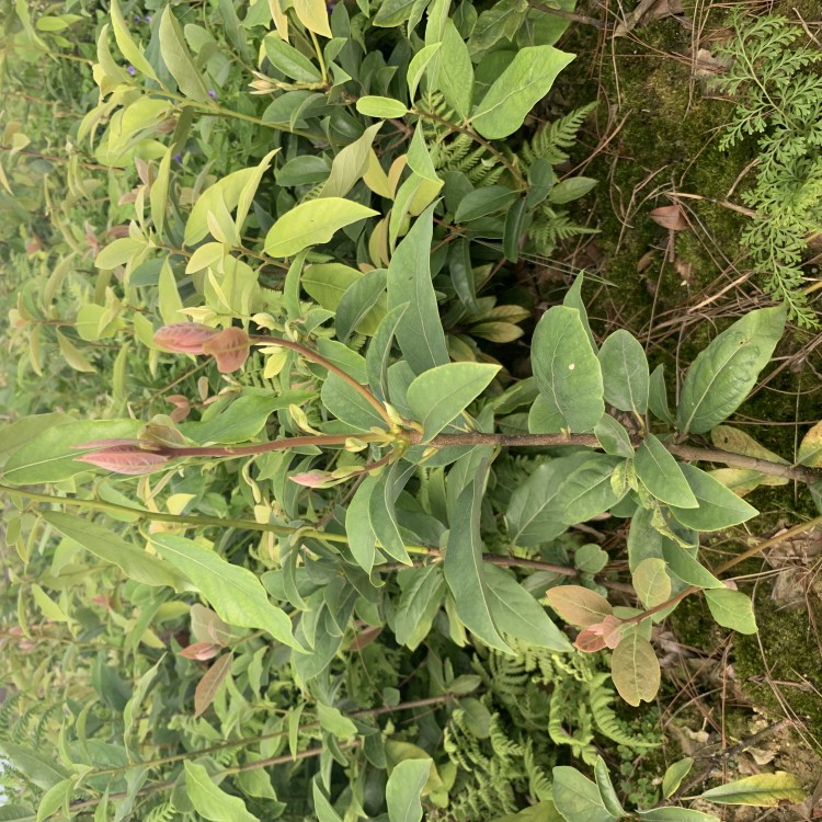 龙井43茶苗 批发价格 老鹰茶苗  生产基地