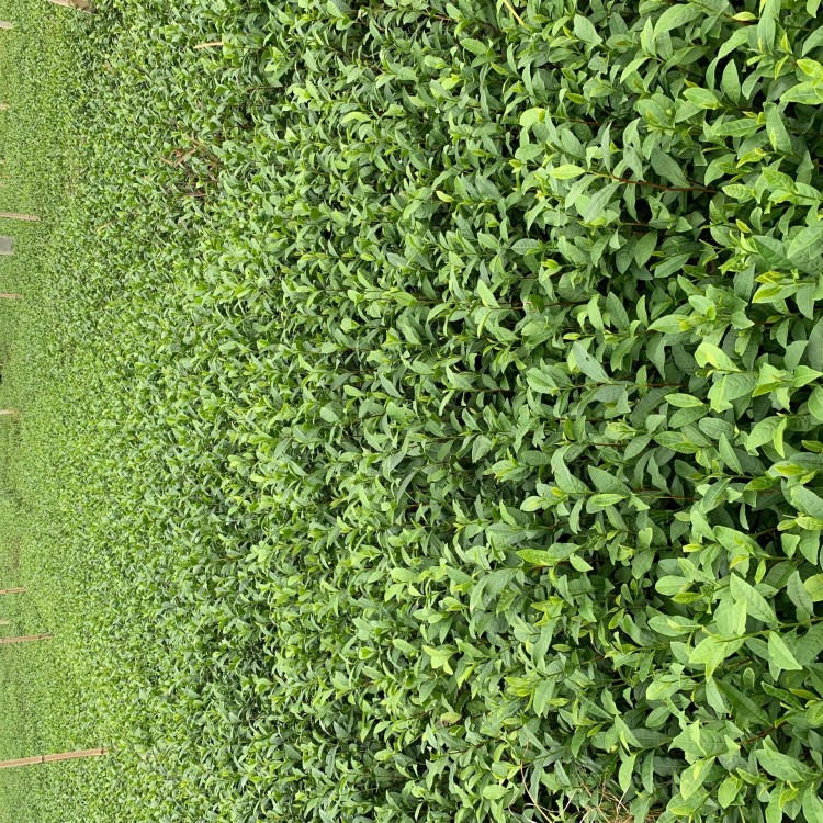 无水茶苗 厂家直销 中茶108茶苗  批发基地