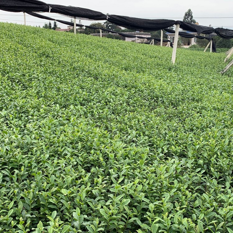 老鹰茶苗 批发基地 中茶108茶苗  批发电话