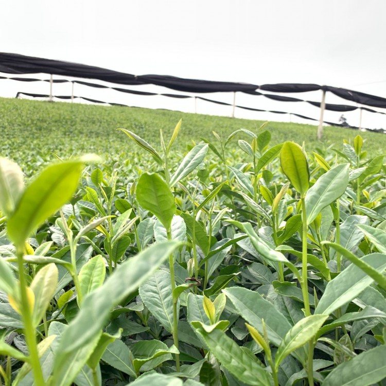 黄金芽茶苗 种植基地品种齐全 黄金芽茶苗  厂家价格优惠