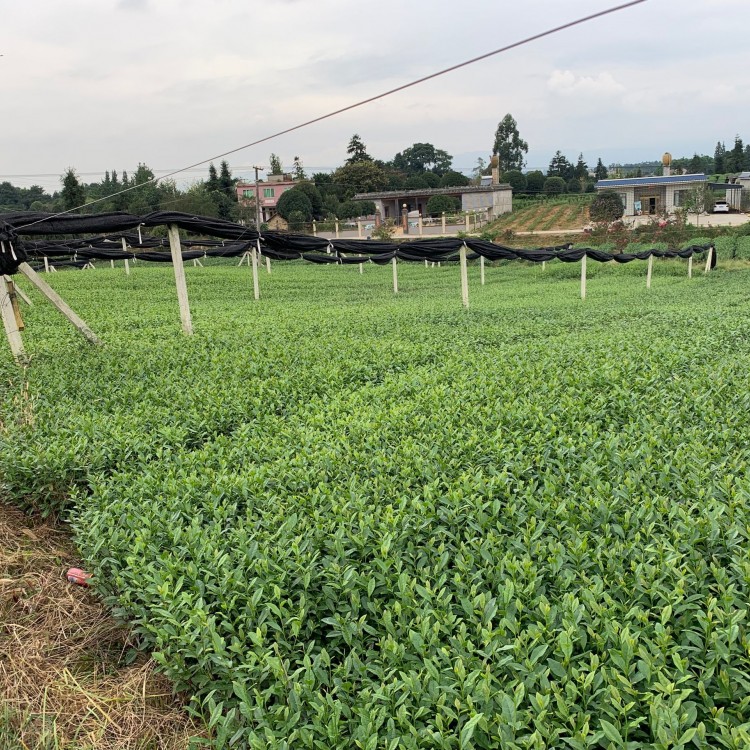 龙井43茶苗 批发基地 紫鹃茶苗  生产基地