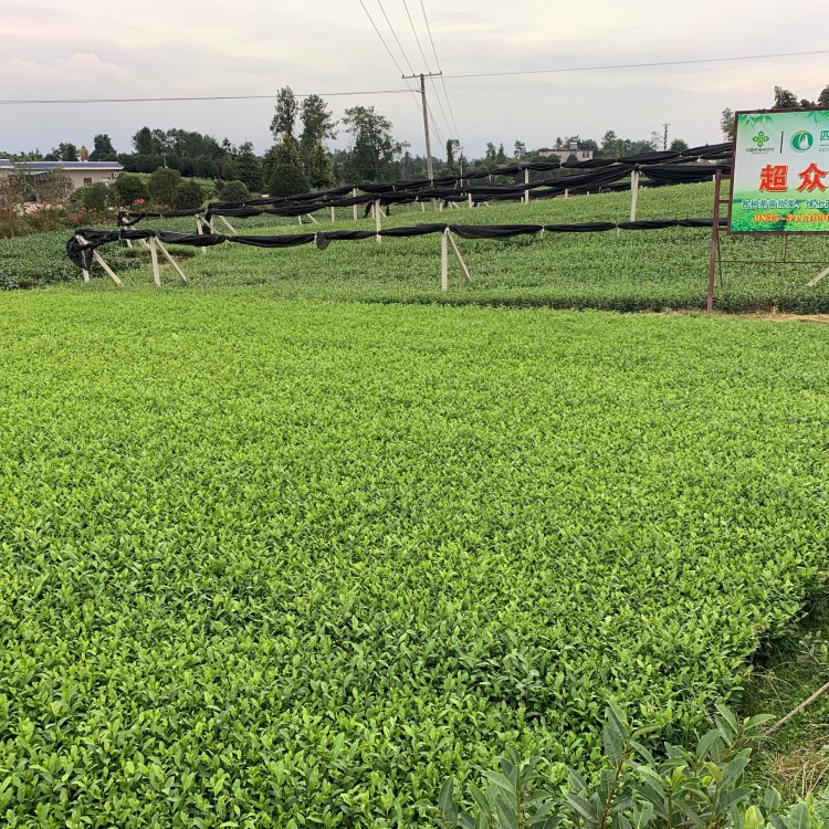 五年生茶树苗 批发基地 黄金芽茶苗  货源地进货渠道