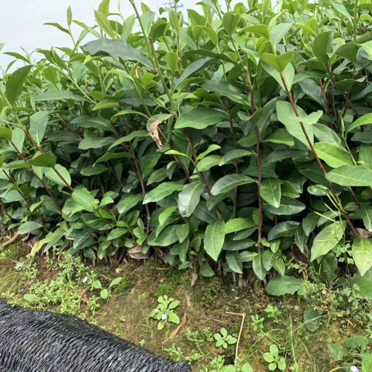 无水茶苗 种植基地品种齐全 五年生茶树苗  优质茶树苗批发价