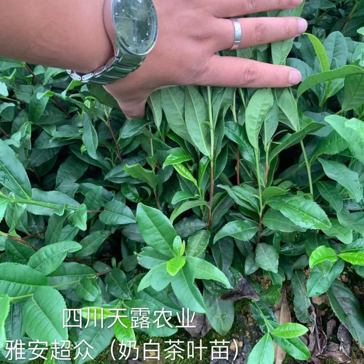 名选131茶苗 厂家价格优惠 老鹰茶苗  批发价格