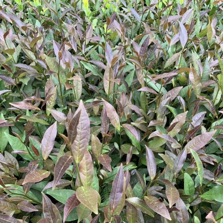 老鹰茶苗 种植基地品种齐全 福选9号茶苗  批发价格