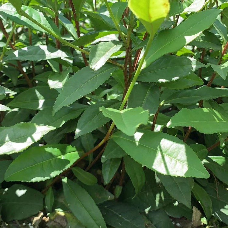 云南大叶茶树苗 优质茶树苗批发价 中茶108茶苗  厂家价格优惠