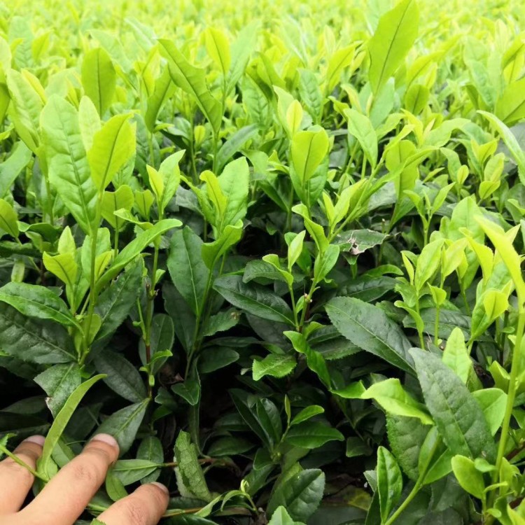 蒙山9号茶苗 厂家供应 云南大叶茶树苗  批发价格优惠