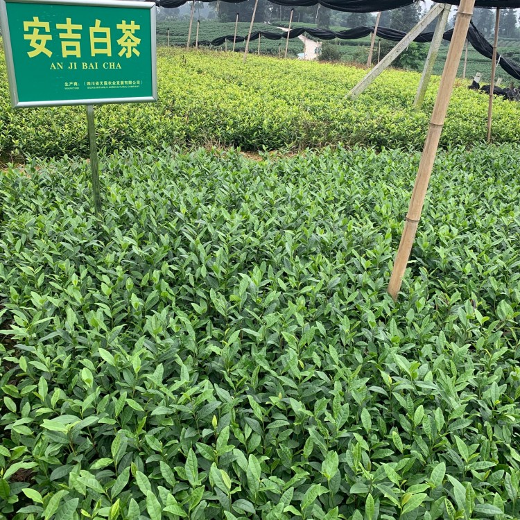 名选131茶苗 生产基地 五年生茶树苗  批发电话