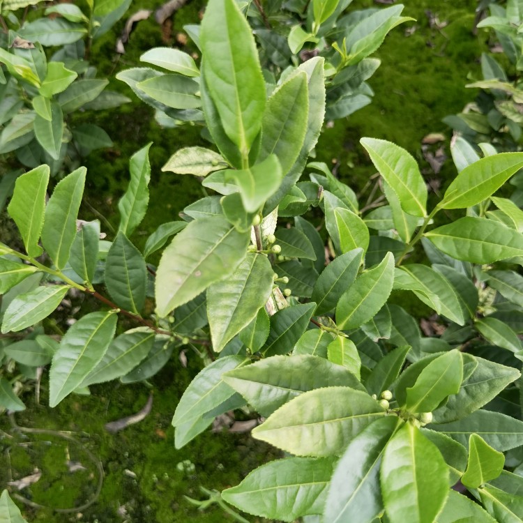 黄金芽茶苗 价格 梅占茶苗  基地直销