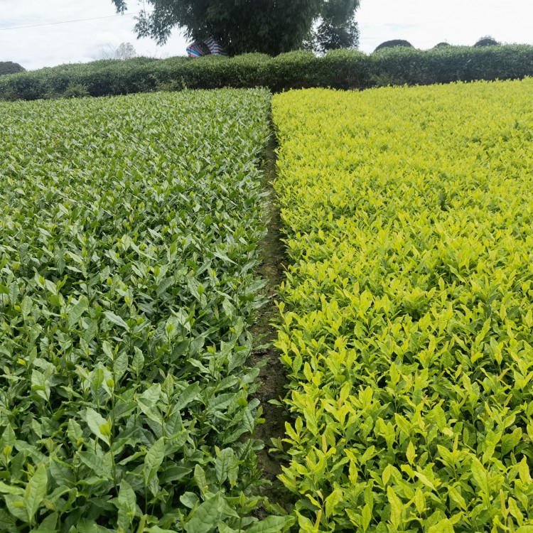 老鹰茶苗 价格 老鹰茶苗  厂家供应